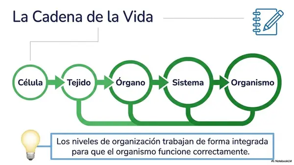 Sistema Organizacional del Cuerpo | PPT Ciencias 5° Básico