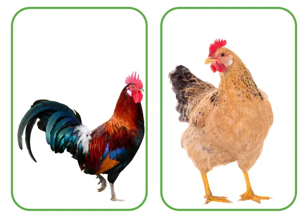 Animales de la granja