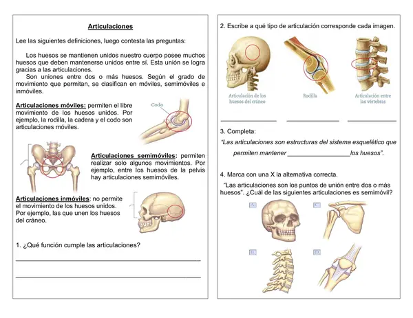 Guía de ciencias 4° año "Articulaciones"