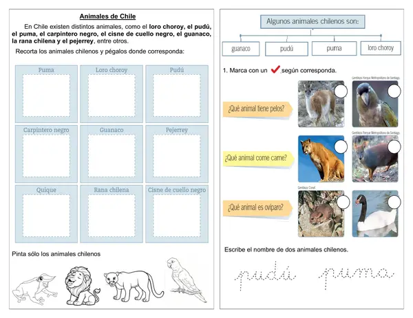 Guía de ciencias 1° básico "Animales de Chile"