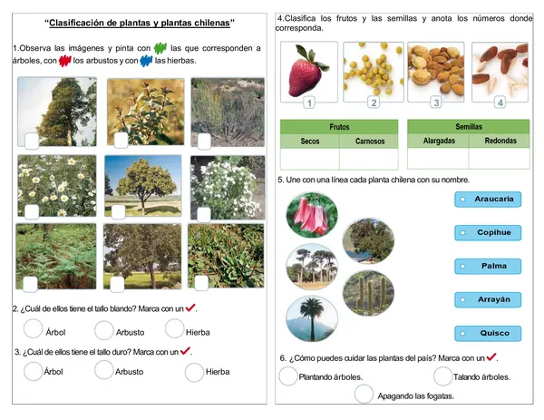 Guía de ciencias 1° básico "Clasificación de plantas y plantas chilenas”