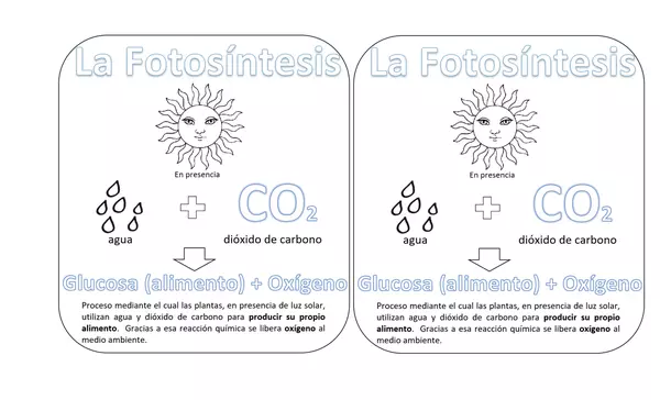 Ficha para el cuaderno sobre la fotosíntesis