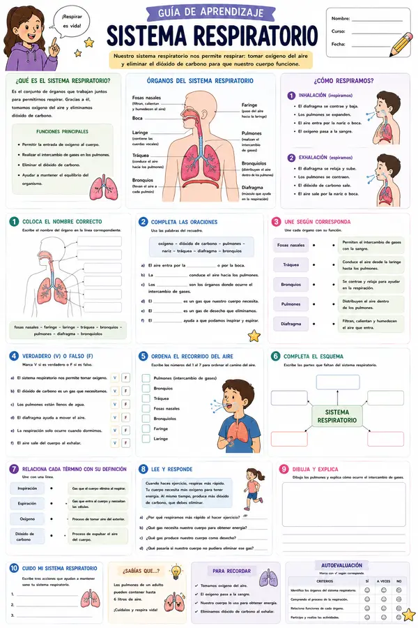 Guía: sistema respiratorio 