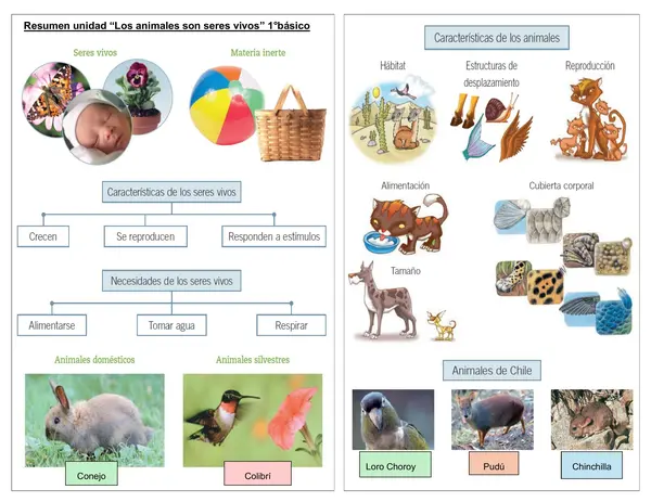 Guía de síntesis resumen unidad "Los animales son seres vivos" 1°básico.