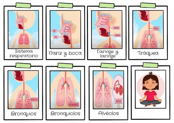 Organos del sistema respiratorio
