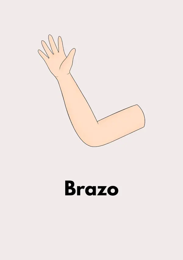 Partes del cuerpo humano 