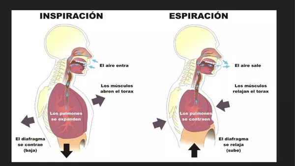 ¿Para qué sirve el sistema respiratorio? 