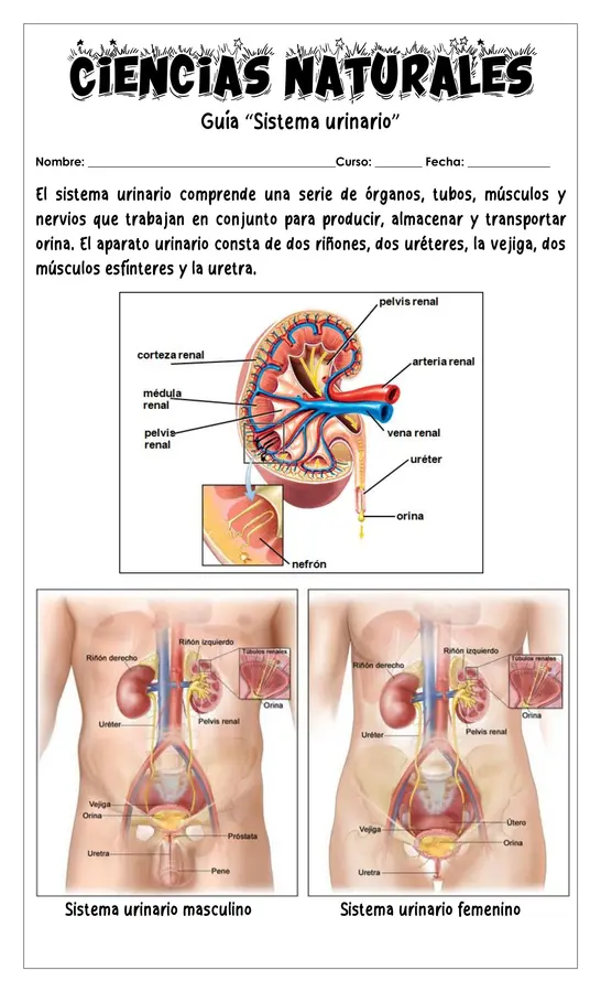 Guía - Sistema Urinario