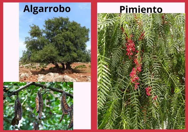Plantas autóctonas de Chile
