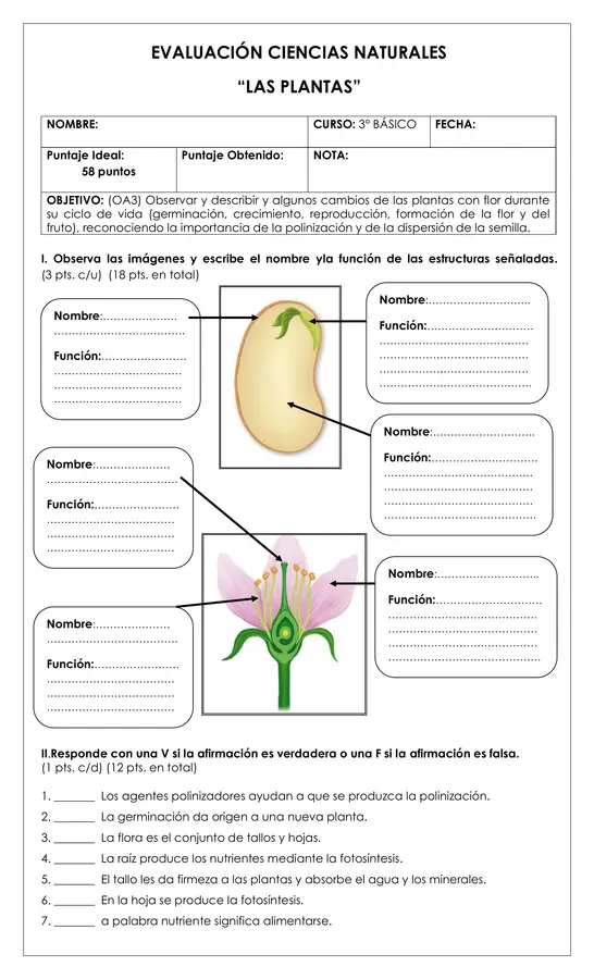 Prueba 3° ciencias - Las plantas