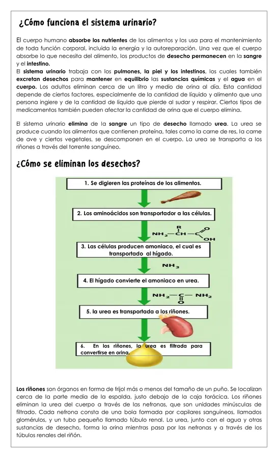 Guía - Sistema Urinario