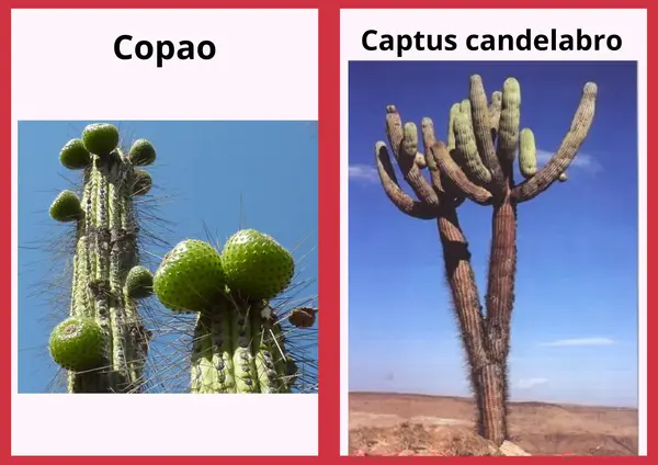 Plantas autóctonas de Chile