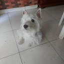 White Terrier - @white.terrier