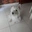 White Terrier - @white.terrier