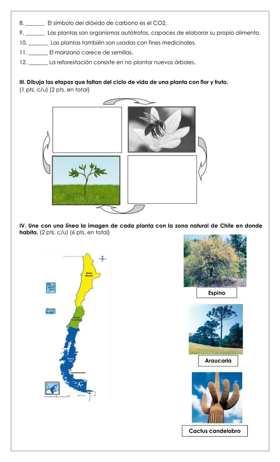 Prueba 3° ciencias - Las plantas