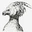 fawkes phoenix - @fawkes.phoenix