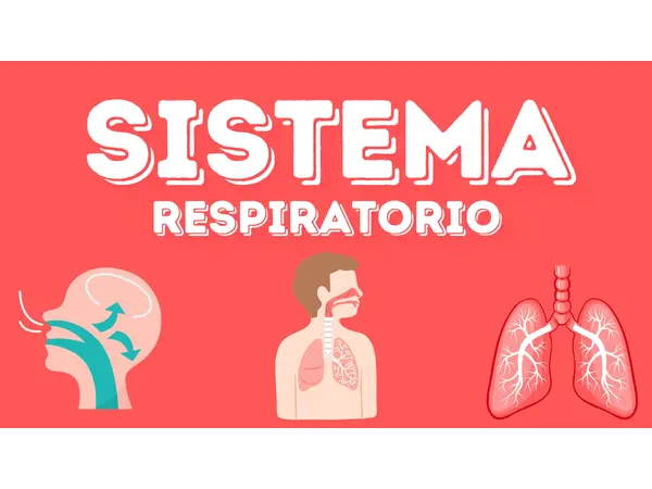 Sistema respiratorio