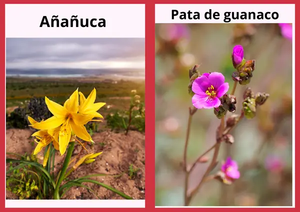 Plantas autóctonas de Chile