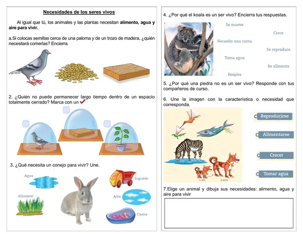 Guía de ciencias 1°año "Necesidades de los seres vivos"