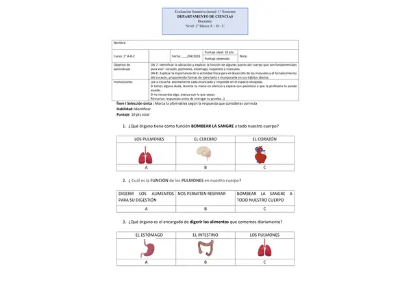 Evaluación ciencias  2° básico órganos interno, esqueleto y músculos 