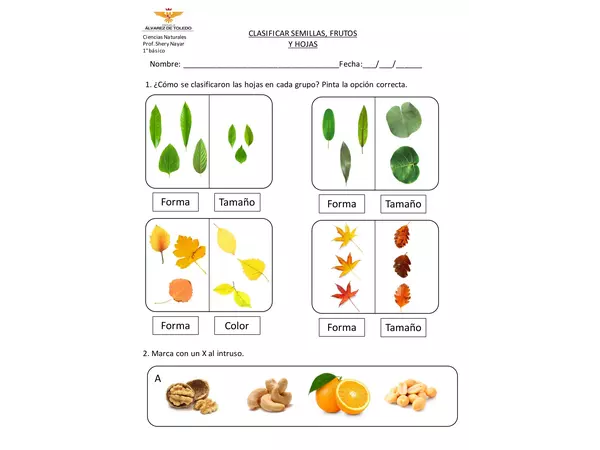 CLASIFICAR SEMILLAS, FRUTOS Y HOJAS