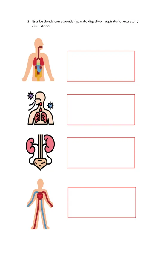 Guia de Ciencias Naturales Aparatos del cuerpo