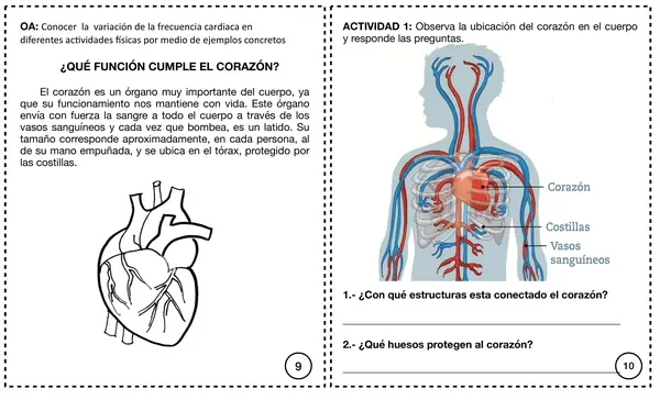 Cómo funciona nuestro cuerpo parte 2 Segundo básico. parte 2