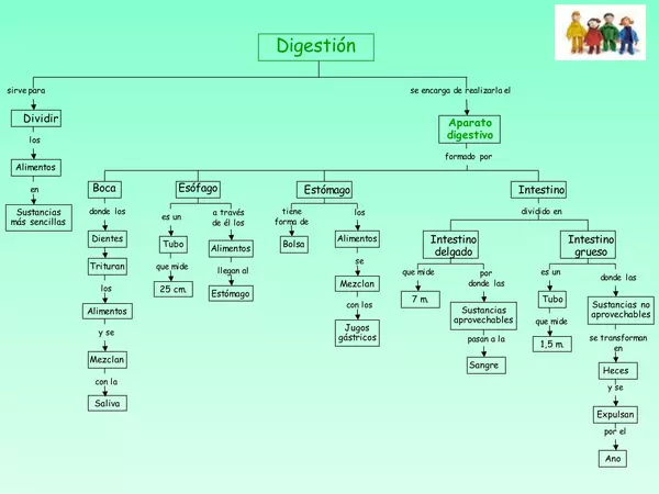 Ppt - Sistema digestivo