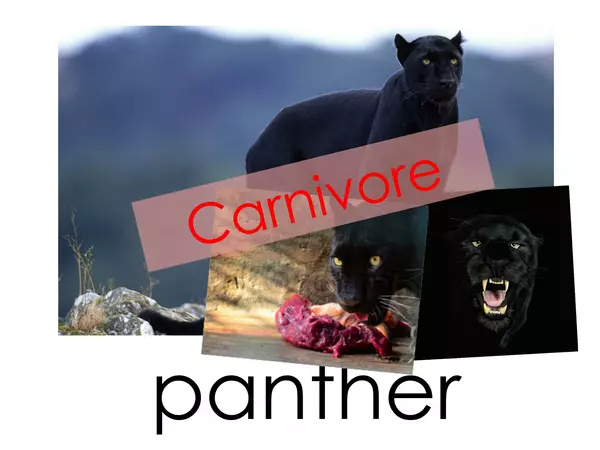 Carnivore, Herbivore or Omnivore?