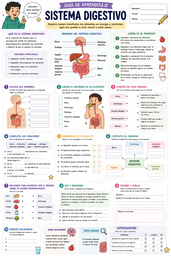 Guía: sistema digestivo