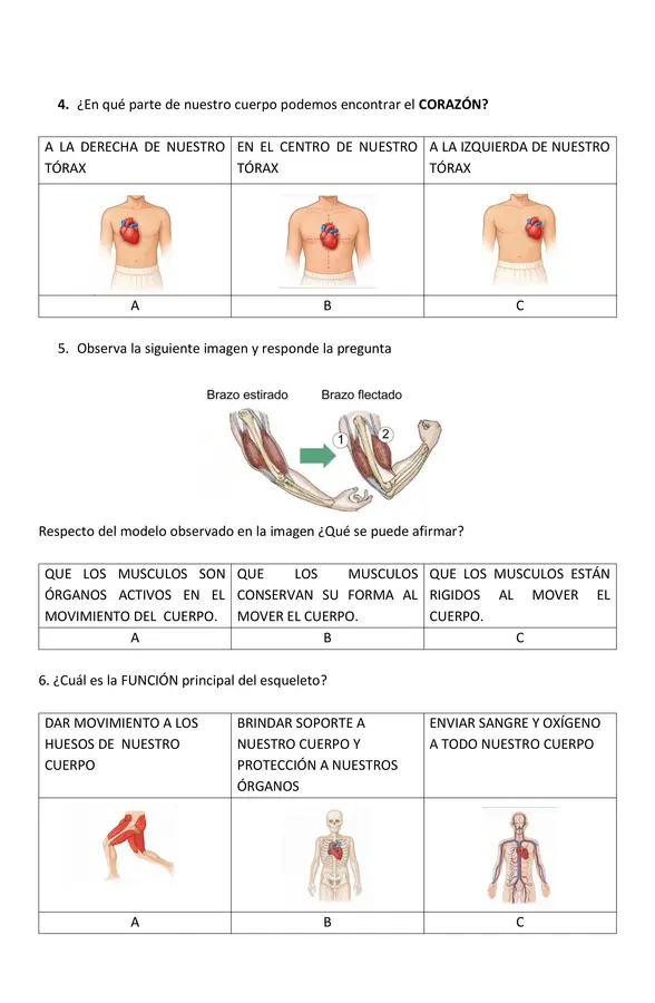 Evaluación ciencias  2° básico órganos interno, esqueleto y músculos 
