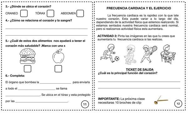 Cómo funciona nuestro cuerpo parte 2 Segundo básico. parte 2