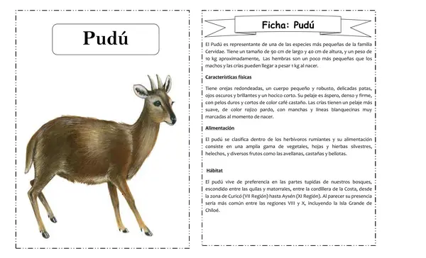 Fichas de animales