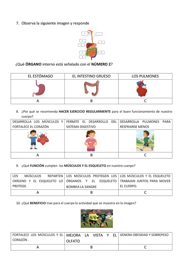 Evaluación ciencias  2° básico órganos interno, esqueleto y músculos 