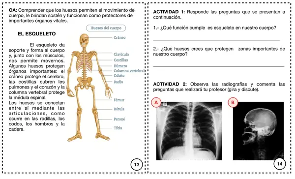 Cómo funciona nuestro cuerpo parte 2 Segundo básico. parte 2