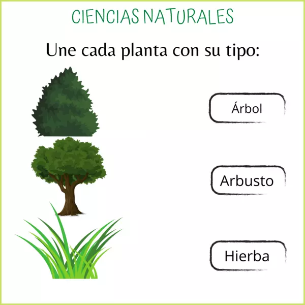 Ciencias Naturales: Tipos de plantas.