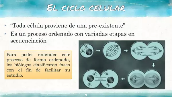 Ciclo Celular - Mitosis
