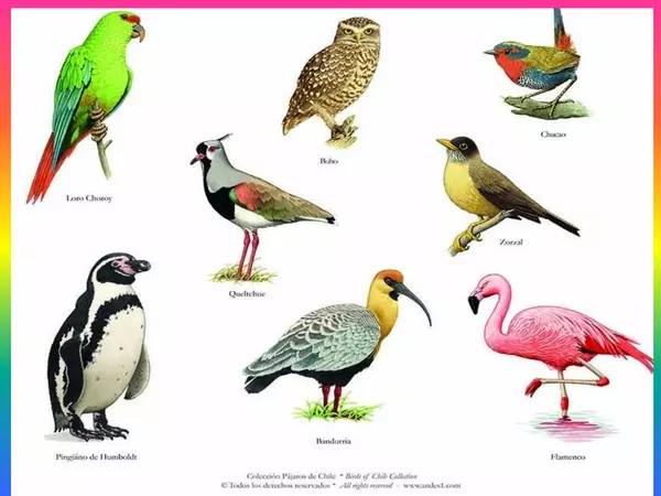 aves 