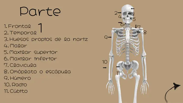 Sistema óseo parte 1