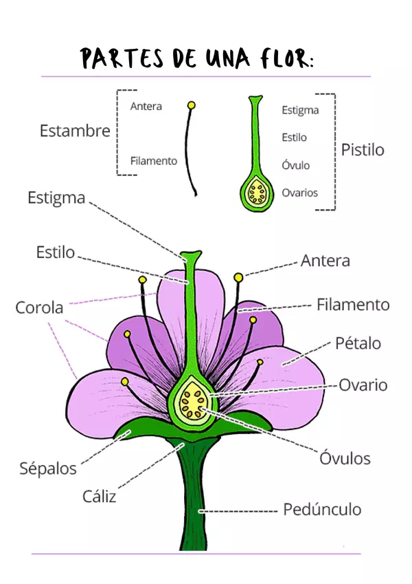 Partes de una flor (fichas y ejercicios)