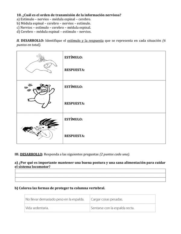 Evaluación cs naturales: sistema locomotor y nervioso (4° básico)