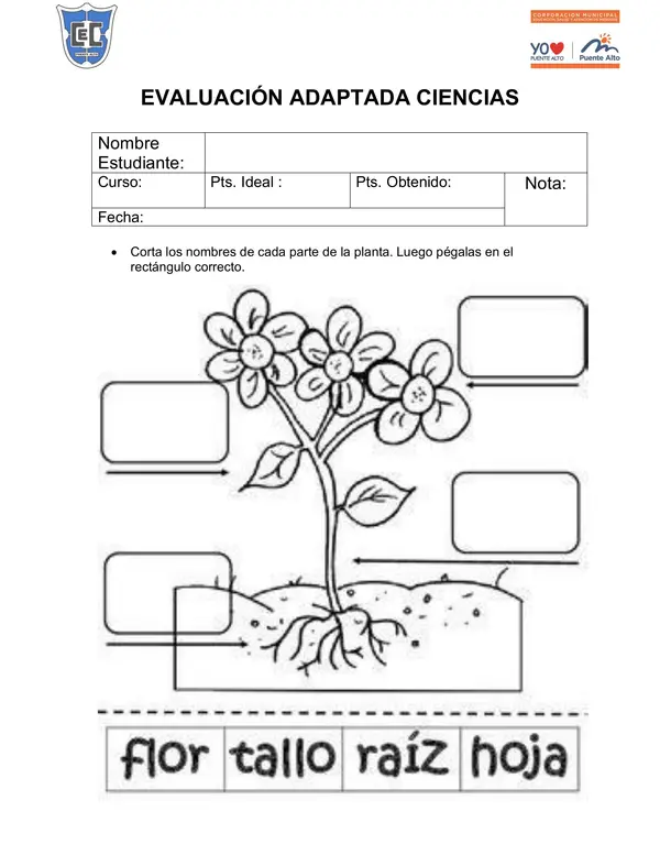 Prueba partes de una flor