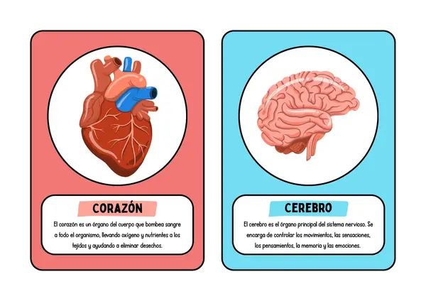 Tarjetas órganos del cuerpo humano