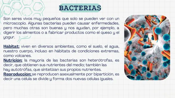 Bacterias, virus y hongos (microorganismos)