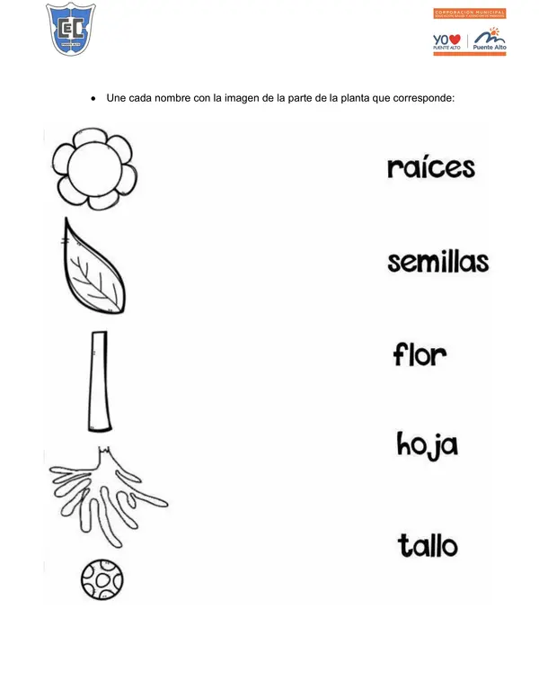 Prueba partes de una flor
