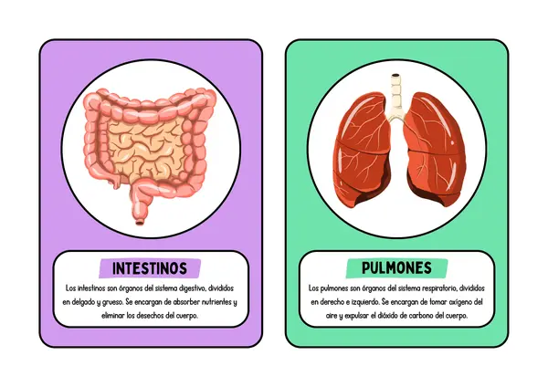 Tarjetas órganos del cuerpo humano