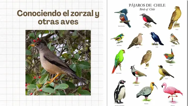 Lección 13: Zorzal