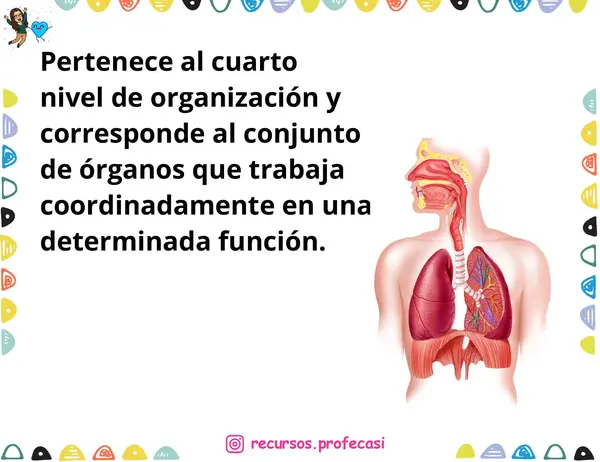 BINGO ¿CUÁNTO RECUERDO DE 5TO BÁSICO?