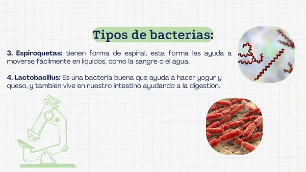 Bacterias, virus y hongos (microorganismos)