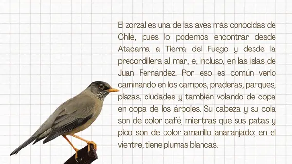 Lección 13: Zorzal